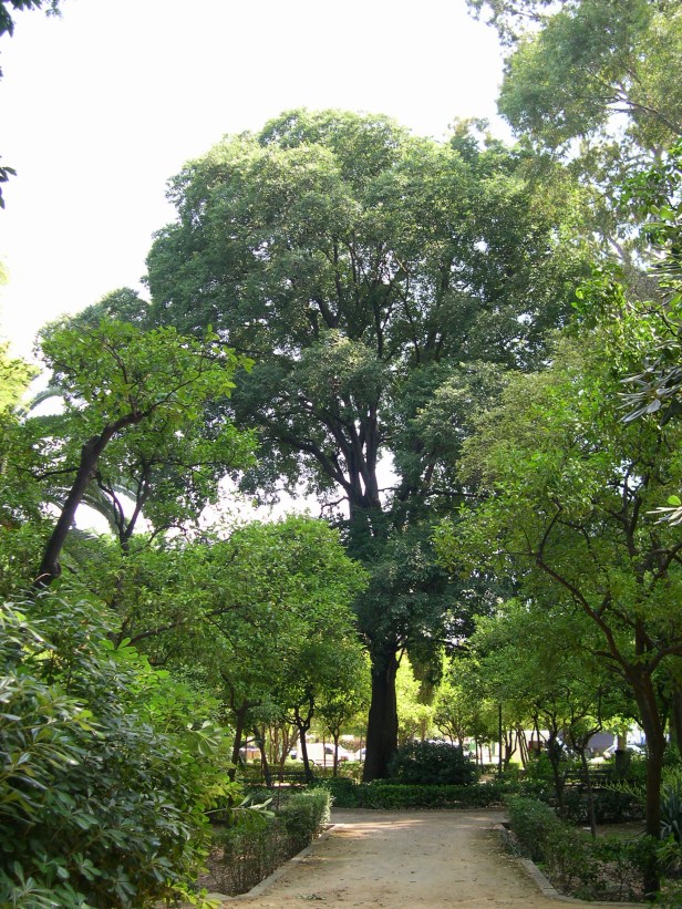 celtis-australis-032