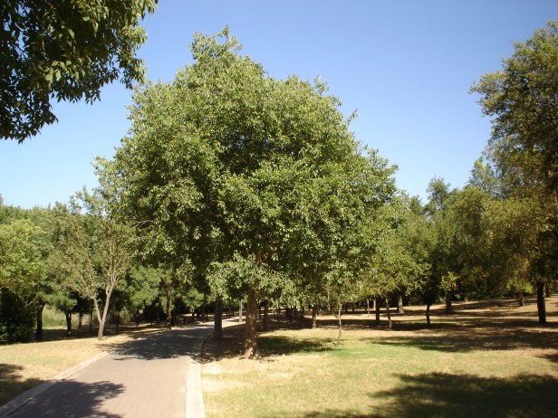 celtis-australis-parque-del-alamillo-jun-2011-031