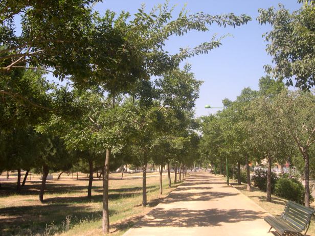 celtis-occidentalis-129-2