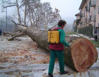 ceratocystis-fimbriata-f-platanicancro-del-platano-3_im1742