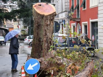 ceratocystis-fimbriata-f-plataniplatani-fosso-27-di-27