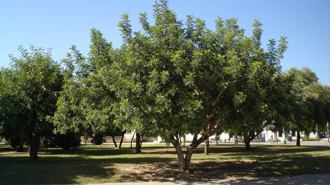 ceratonia-siliqua-parque-del-alamillo-jun-2011-053