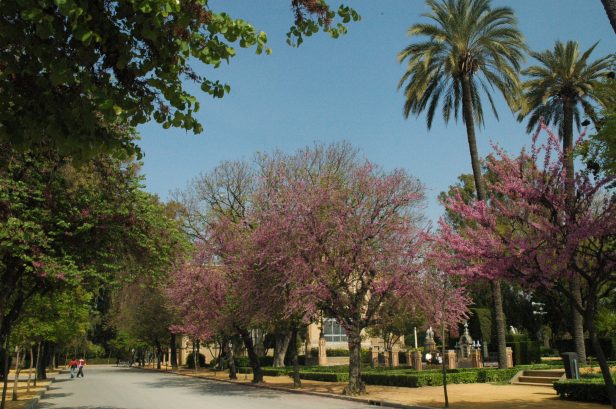 cercis-en-plaza-de-america