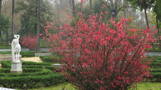 chaenomeles-japonica-en-los-jardines-de-la-glorieta-de-la-concha