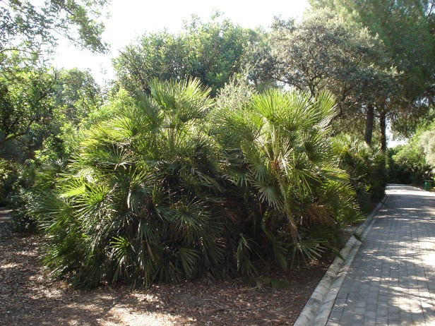 chamaerops-humilis-parque-del-alamillo-jun-2011-047