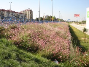 charco-de-la-pava-jun-2011-026