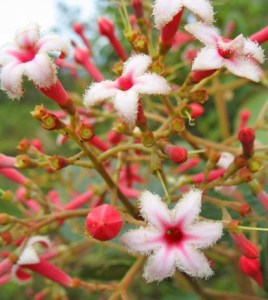 chichona-officinalis-quina-flor