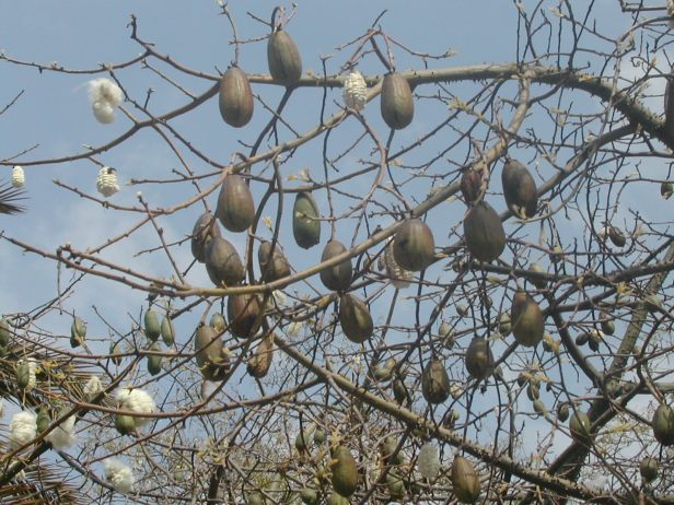 chorisia-speciosa-frutos-065-2-b