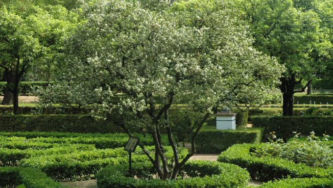 citrus-mirtjifolia-1