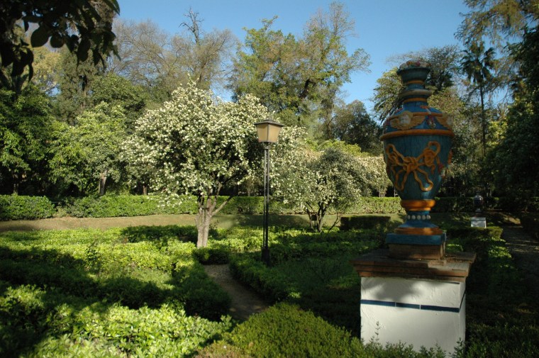 citrus-myrthifolia-3