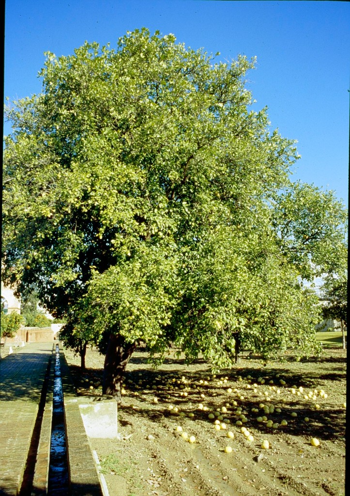 citrus-paradis-pomelo