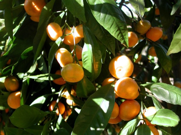 citrus-reticulata-mandarin_tree_closeup