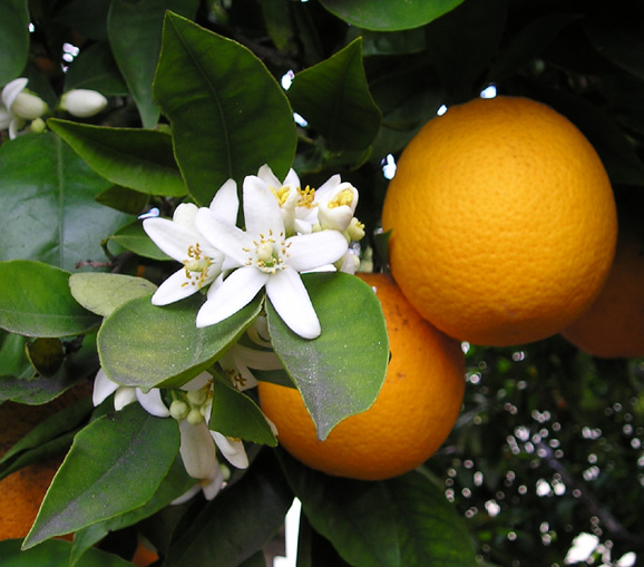 citrus-sinensis