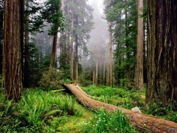 clima-bosque-2