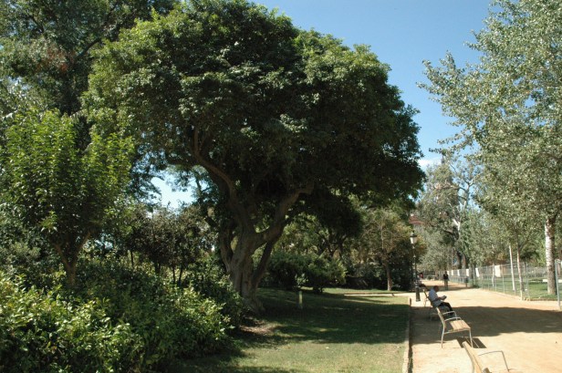 cocculus-laurifolius