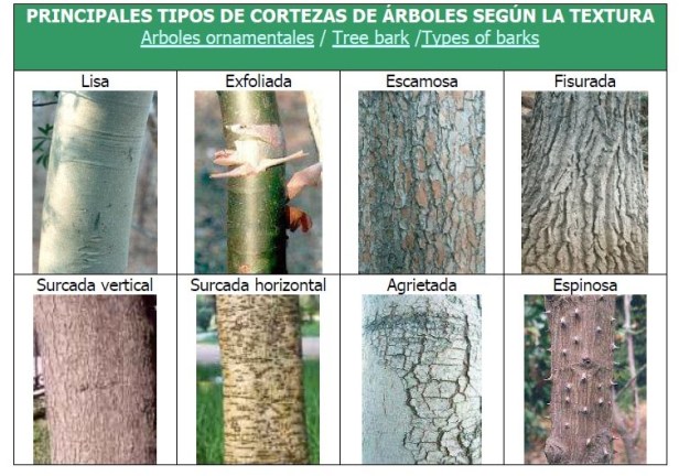 cortezas-arboles
