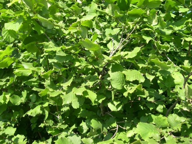 corylus-avellana-detalle-080-2_2