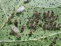 corythuca-ciliata-aa