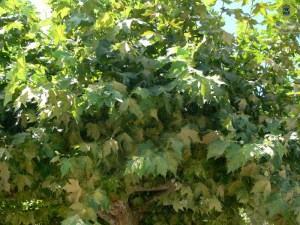 corythuca-ciliata-adecoloracion-por-tigre-del-platano-1