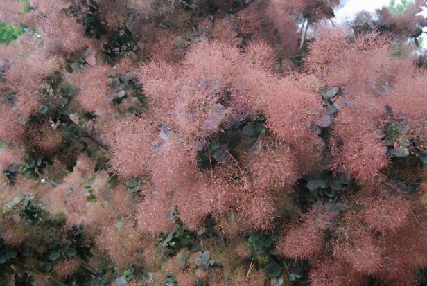 cotynus-coggiria-smoke-tree