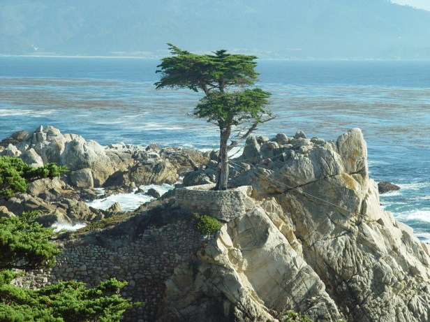 cupressus-macrocarpa_redimensionar