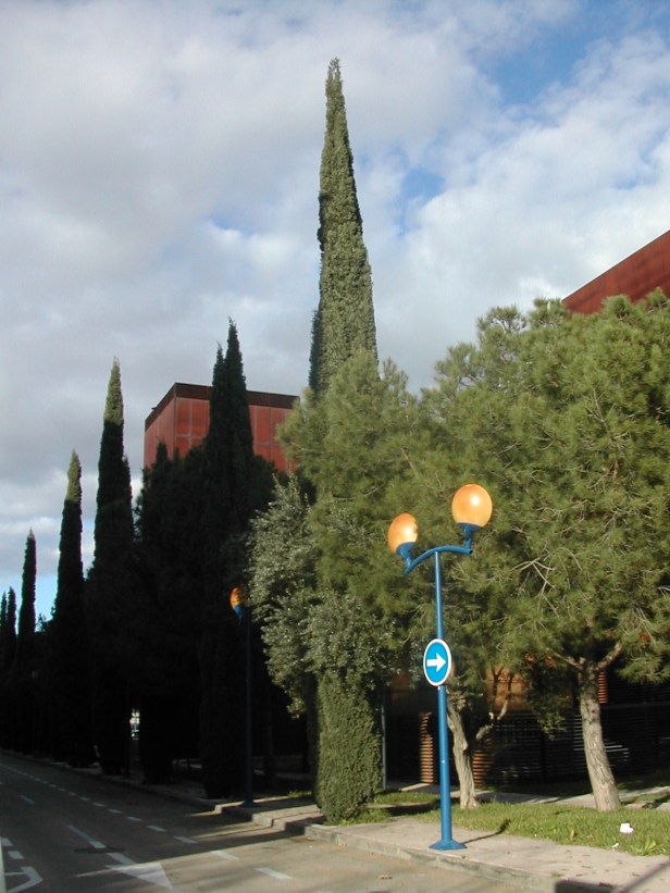 cupressus-sempervirens-var-stricta-1