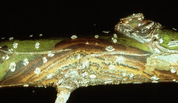 dothichiza-populea-a