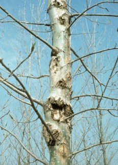 dothichiza-populea-b