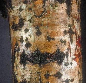 dothichiza-populeanecrosis-del-chopo-cab-411x400