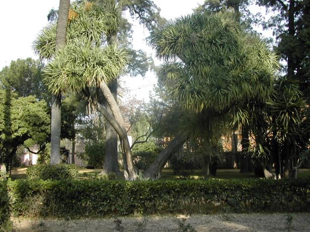 dracaena-drago-casa-rosa-093-1-c