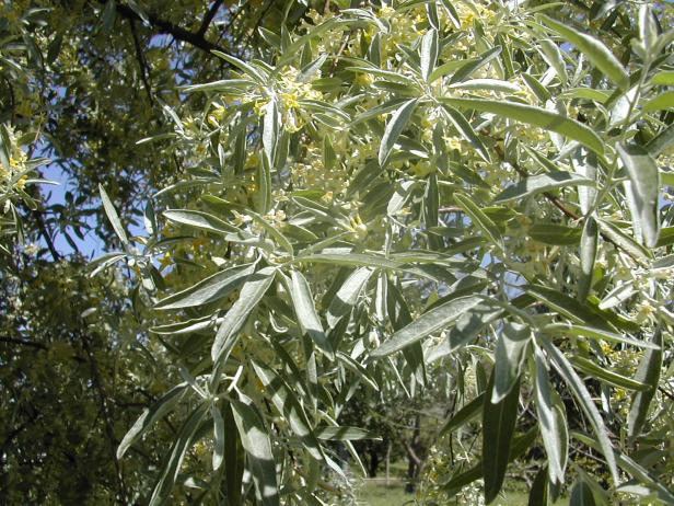 elaeagnus-angustifolia-094-3-b