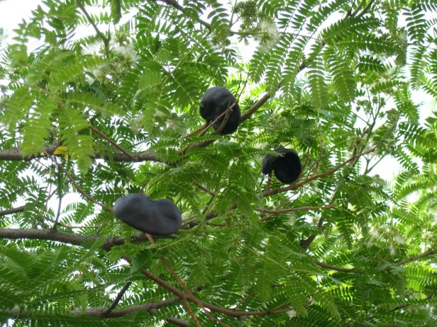 enterolobium-contorsiliquum-frutos-095-6-c