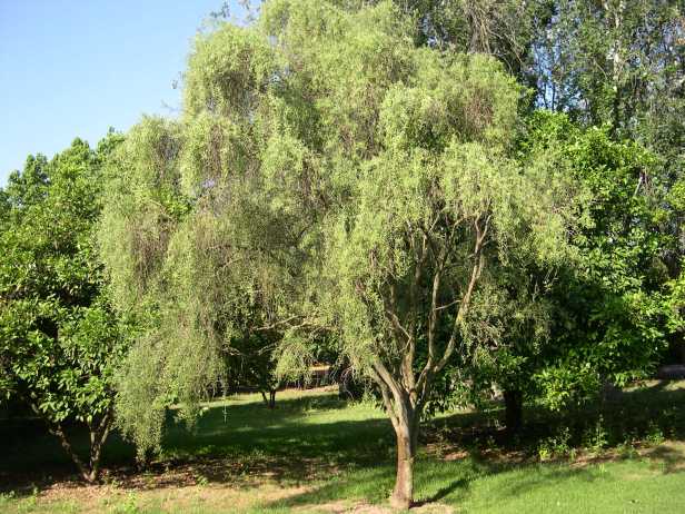 eremocitrus-glauca-arbol-096-1