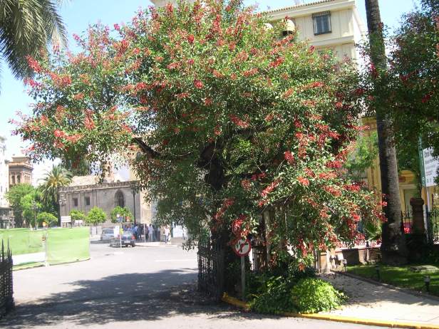 erythrina-crista-galli-hotel-099-3-c1