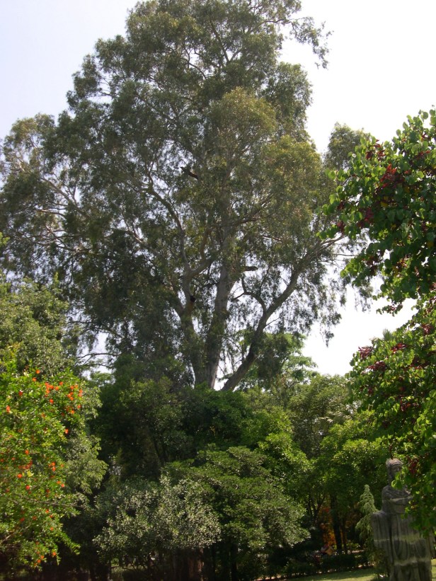 eucaliptus-camaldulensis-100-1-c