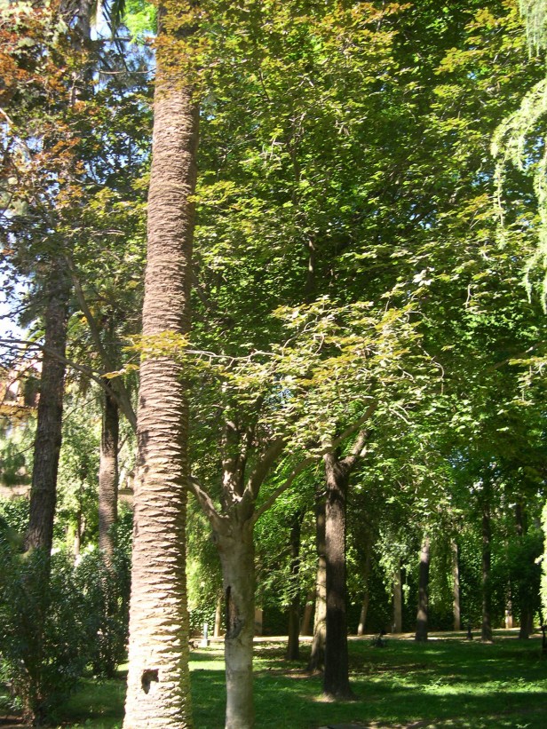 fagus-sylvatica-105-1-c