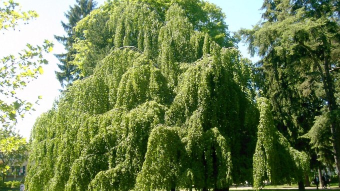 fagus-sylvatica-pendula-2