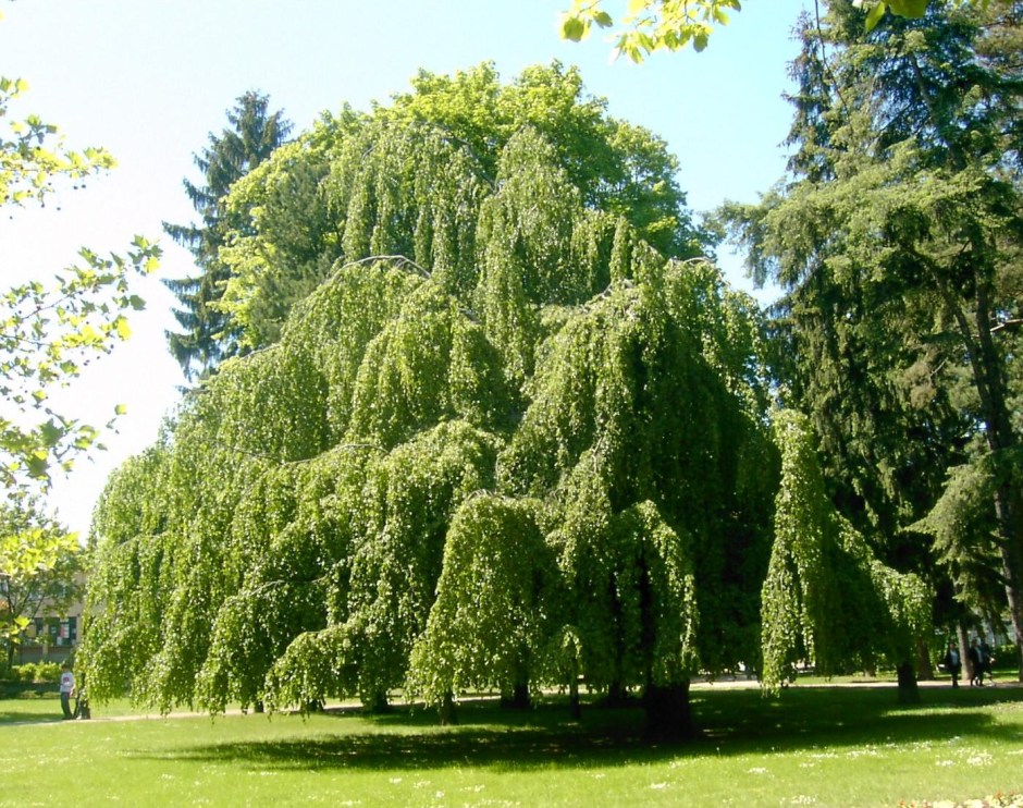 fagus-sylvatica-pendula-2