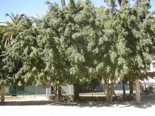 ficus-benjamina-106-1-c