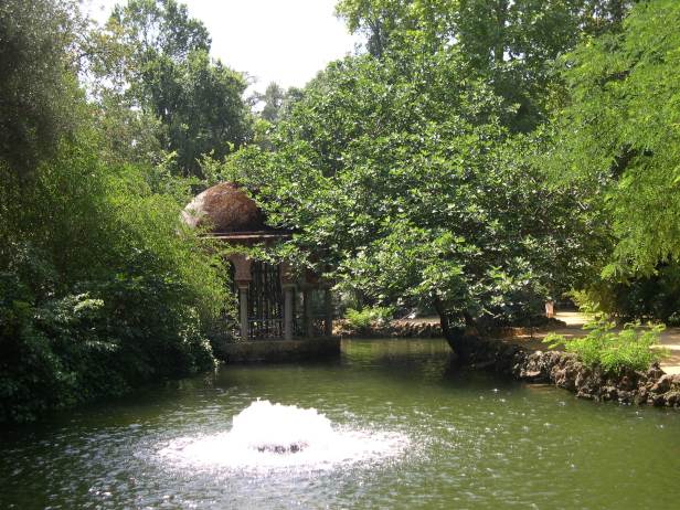 ficus-carica-isleta-107-2-c