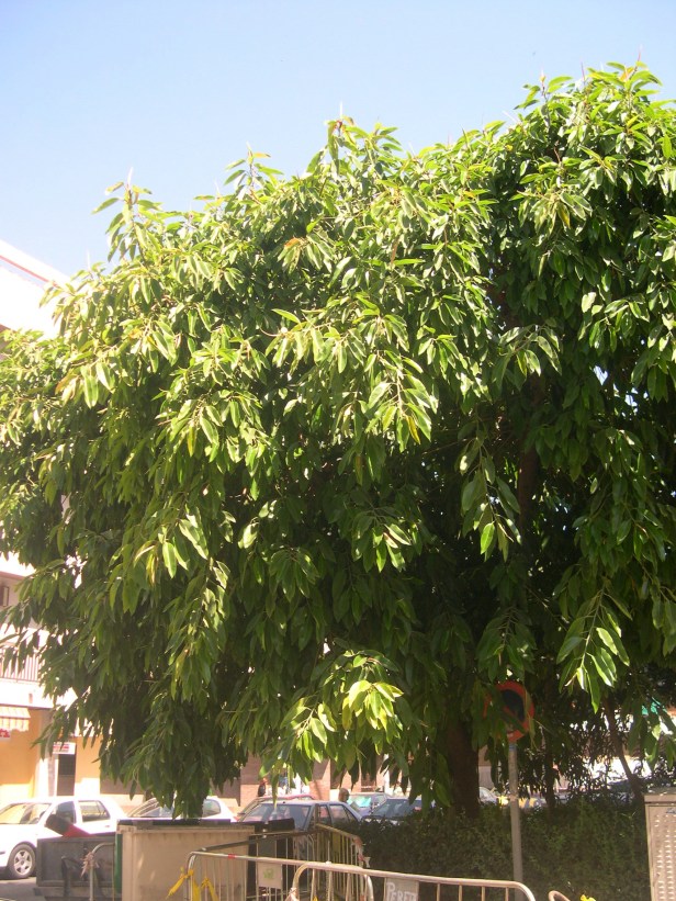 ficus-elastica-109-5