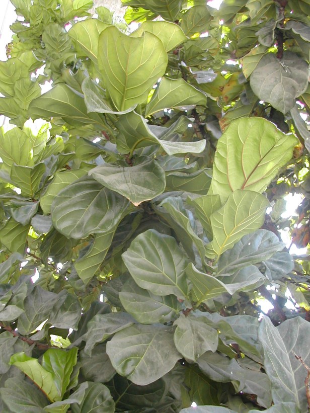 ficus-lyrata-110-1-b