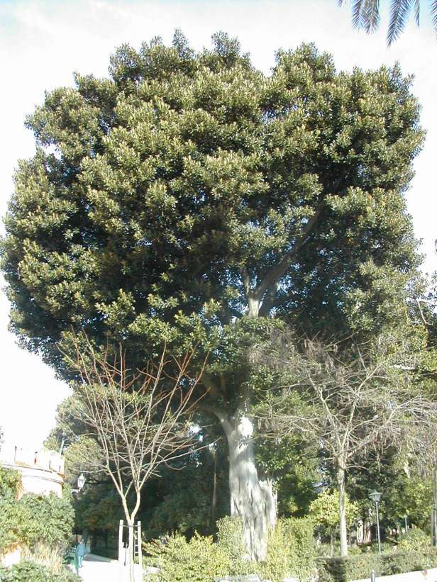 ficus-macrophylla-murillo111-1