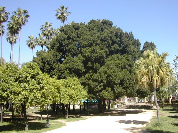 ficus-microcarpa-en-san-telmo-112-2-b