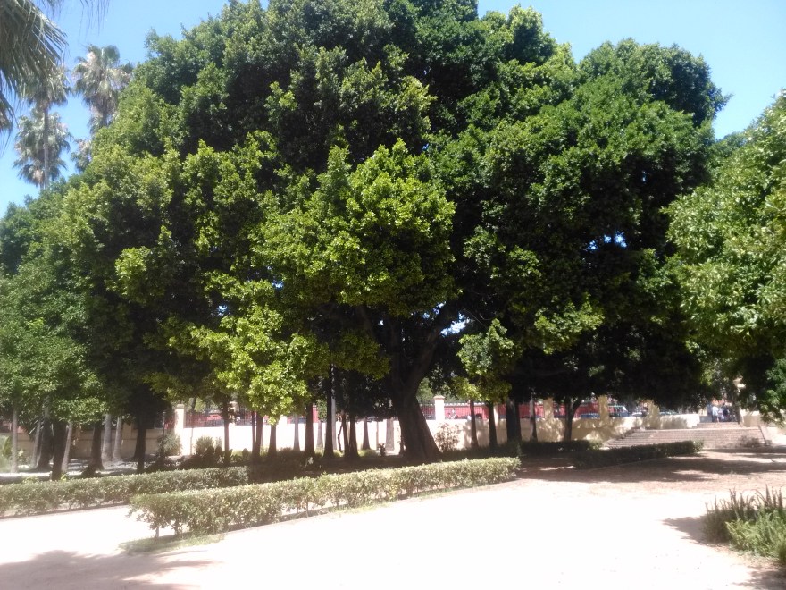 ficus-microcarpa-jardines-de-san-telmo-julio-2016-039