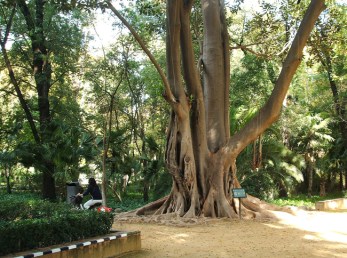 ficus-parque-maria-luisa-sevilla