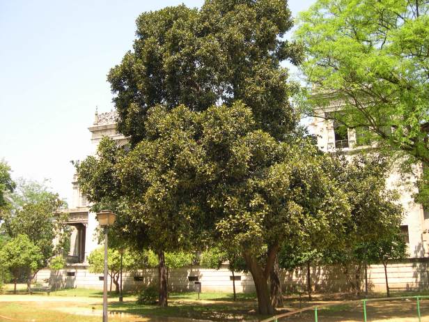 ficus-rubiginosa-113-1-c