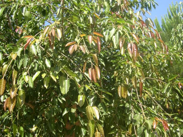 ficus-virens-detalle-114-3