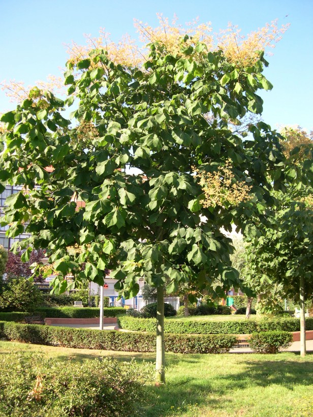 firmiana-simplex-arbol-115-2