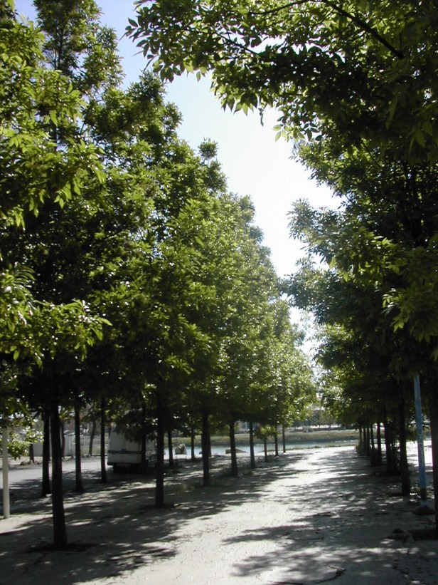 fraxinus-americana-117-1-c